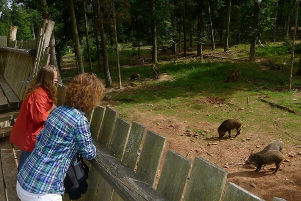 Copyright: (Mit freundlicher Genehmigung der Stadt Calw)  Copyright: (Mit freundlicher Genehmigung der Stadt Calw)