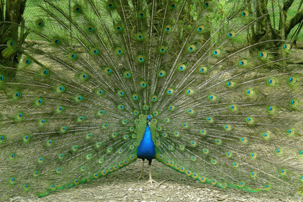 Copyright: (Mit freundlicher Genehmigung des Streichelzoos Kappel)  Copyright: (Mit freundlicher Genehmigung des Streichelzoos Kappel)