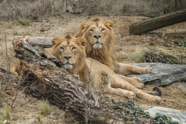  Bildnachweis:  Wilhelma Stuttgart