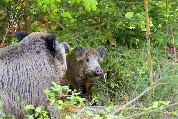 Wildschweine Copyright: (© Baden-Baden Kur & Tourismus GmbH)
