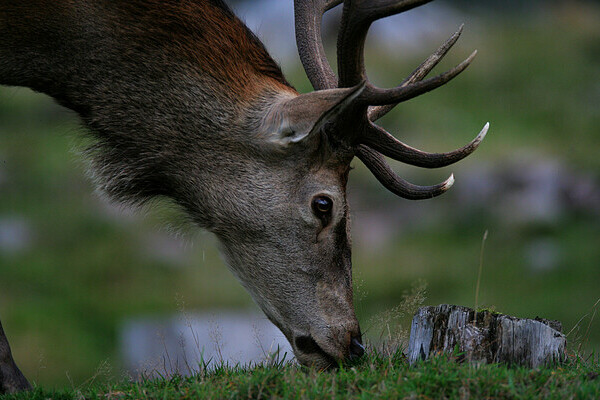  Copyright: (© Natur-Infozentrum Kaltenbronn)