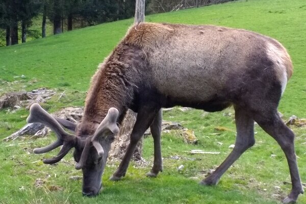 Copyright: (© Baiersbronn Touristik)  Copyright: (© Baiersbronn Touristik)