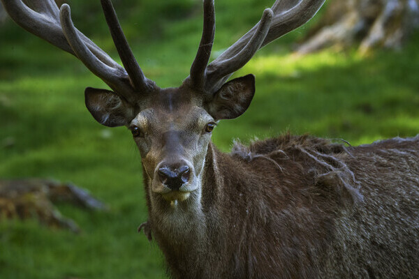 Wildgehege Ailwald Copyright: (Mit freundlicher Genehmigung von Baiersbronn Touristik | &copy; Hardy Müller)