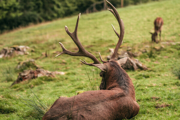 Wildgehege Sankenbach Copyright: (Mit freundlicher Genehmigung von Baiersbronn Touristik | © Max Günter) Wildgehege Sankenbach Copyright: (Mit freundlicher Genehmigung von Baiersbronn Touristik | © Max Günter)