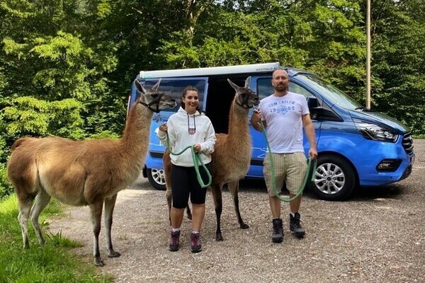 Copyright: (Mit freundlicher Genehmigung der Schauinsland Lamas)  Copyright: (Mit freundlicher Genehmigung der Schauinsland Lamas)