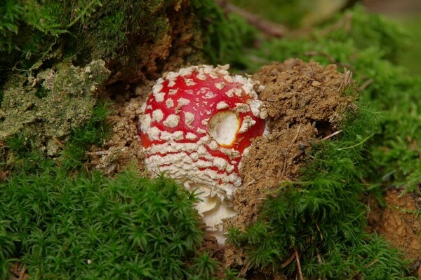 Pilzlehrschau Hornberg Copyright: (Mit freundlicher Genehmigung der Tourist-Information Hornberg) Pilzlehrschau Hornberg Copyright: (Mit freundlicher Genehmigung der Tourist-Information Hornberg)